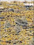  ?? Photo by Nick Giles ?? A golden plover in breeding plumage.