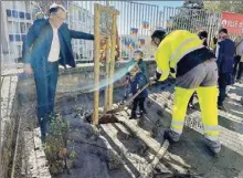  ?? - Crédits : Ville de Rodez ?? On plante un arbre très apprécié en automne pour son feuillage jaune doré.