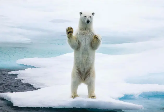  ??  ?? WAVING BEAR This was the first polar bear Ole saw in his career and the only time he has witnessed a bear stand on its hind legs and wave at the photograph­er. 300mm f/4, 1/800 sec, f/4, ISO200