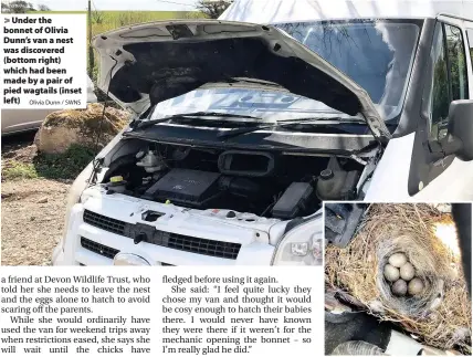  ?? Olivia Dunn / SWNS ?? > Under the bonnet of Olivia Dunn’s van a nest was discovered (bottom right) which had been made by a pair of pied wagtails (inset left)