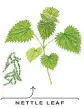  ??  ?? NETTLE LEAF