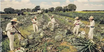  ?? ?? Women working in agave fields