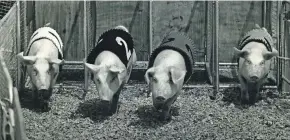  ?? MILWAUKEE JOURNAL SENTINEL FILES ?? The Racing Pigs have been a major attraction at the fair for decades. This photo is from the 1986 Wisconsin State Fair.