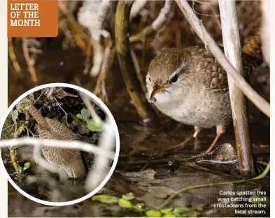  ??  ?? Carlos spotted this wren catching small crustacean­s from the local stream.