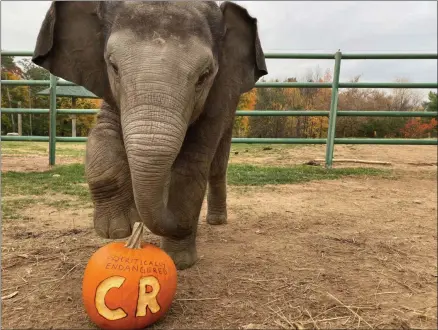  ?? SUBMITTED PHOTO ?? The Rosamond Gifford Zoo will see animals smash pumpkins and highlight their endangered status.