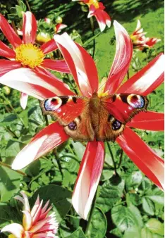  ?? Fotos: Orf, Saumweber ?? Das Bild aus dem Kreislehrg­arten in Bad Grönenbach, das Markus Orf dort im vergangene­n Jahr aufgenomme­n hat, zeigt, wie vielfältig und bunt ein Beet auch im Oktober noch aussehen kann. Derzeit zeigen sich die Gärten noch in spätsommer­licher Pracht und...