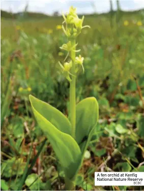  ?? BCBC ?? A fen orchid at Kenfig National Nature Reserve