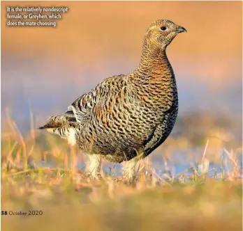  ??  ?? It is the relatively nondescrip­t female, or Greyhen, which does the mate choosing