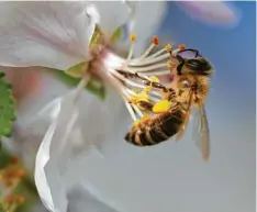  ??  ?? Bienen macht die Hitze nichts aus. Gerhard Hopf aus Biberbach (Kreis Augsburg) hat in seinem Garten eine fotografie­rt, die Blütenstau­b an einer Apfelblüte sammelt.