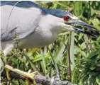  ?? CHRIS KIEZ PHOTO ?? Like many herons, the Black-crowned Night Heron eats a wide variety of prey.