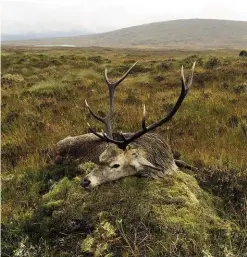  ??  ?? This stag was my first one. It took some hard hunting to eventually bag it.