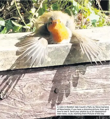  ??  ?? A robin in Reddish Vale Country Park, by Steve Garland, of Manchester. If you have a stunning picture, then we’d love to see it. Send your photos to us at viewpoints@ men-news. co.uk, marking them Picture of the Day