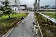  ?? TIMOTHY MOUSSEAU VIA AP ?? This photo taken by Timothy Mousseau shows dogs in the Chernobyl area of Ukraine on Oct. 3, 2022. More than 35 years after the world’s worst nuclear accident, the dogs of Chernobyl roam among decaying, abandoned buildings in and around the closed plant – somehow still able to find food, breed and survive.