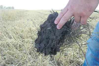  ??  ?? Suelo. El agua almacenada define el rendimient­o en una proporción casi tan importante como lo hacen precipitac­iones.