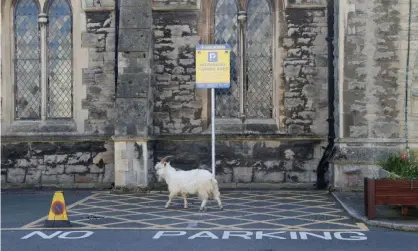  ?? Photograph: Carl Recine/Reuters ?? A goat outside a church in Llandudno. ‘Animal appearance­s seem to bring such joy to human hearts that some tales of returning wildlife – such as dolphins in Venice’s canals – have been exaggerate­d or confected.’