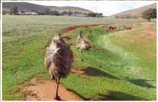  ??  ?? Angus said the emus were quite inquisitiv­e.