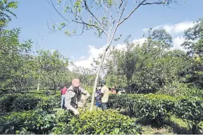  ?? PHOTOS BY DUSIDA WORRACHADD­EJCHAI ?? Tourists enjoy a tea picking at Araksa Tea Garden organic tea plantation in Chiang Mai.