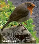  ??  ?? Friendly robin