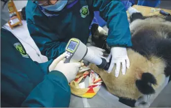  ?? LI CHUANYOU/ FOR CHINA DAILY ?? One of two pandas that will be released into the wild on Thursday receives its final medical examinatio­n at the Hetaoping Panda Center in Sichuan province on Tuesday. Pandas Yingxue and Baxi have been receiving training at the center so they can...