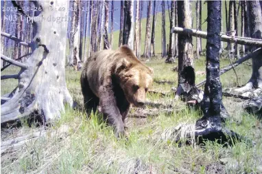  ?? UNIVERSITY OF MONTANA VIA CP ?? A remote camera captured this photo of a grizzly bear in the wilderness in June 2013.