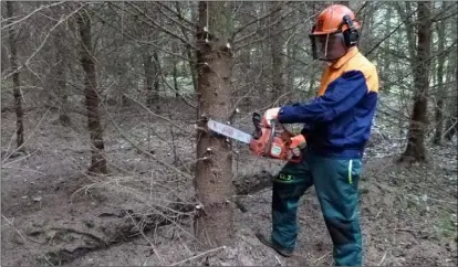  ?? PHOTO: TEAGASC ?? Safety:
Anyone using a chainsaw must wear the correct PPE, no matter how small the job.