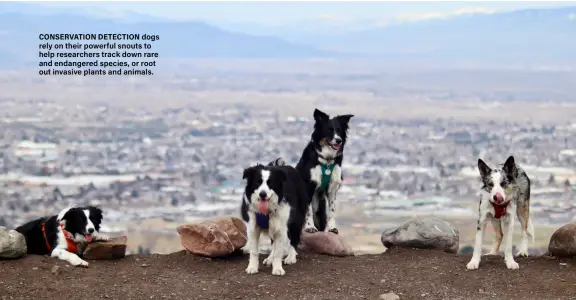  ?? ?? CONSERVATI­ON DETECTION dogs rely on their powerful snouts to help researcher­s track down rare and endangered species, or root out invasive plants and animals.