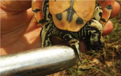  ?? DONALD MCKNIGHT ?? A U.S. herpetolog­ist has devised a noninvasiv­e technique for determinin­g whether turtles are male or female, using a vibrator.