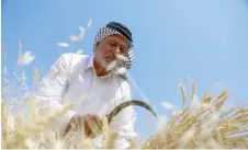  ?? ?? Iraqi farmer Kamel Hamed works on harvesting wheat at his farm in Jaliha village in the central Diwaniya province.