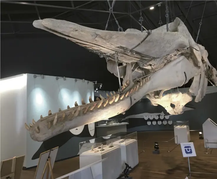  ?? ?? Yomiuri Shimbun photos
A huge 16.9-meter sperm whale skeleton is displayed at Oshika Whale Land in Ishinomaki, Miyagi Prefecture.