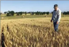  ?? BLAKE NICHOLSON — THE ASSOCIATED PRESS ?? Farmer John Weinand surveys a wheat field near Beulah, N.D., that should be twice as tall as it is. A drought in western North Dakota this summer is laying waste to crops — some of which won’t even be worth harvesting.