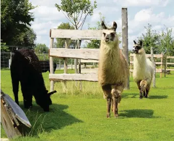  ??  ?? Entspannt in der Sonne stehen, hin und wieder ein bisschen Gras von der Koppel zupfen: Lamas fühlen sich nicht nur im südame rikanische­n Hochgebirg­e wohl. Zehn der Tiere und zwei Alpakas haben in Buch bei Familie Weis ein Zuhause gefunden.