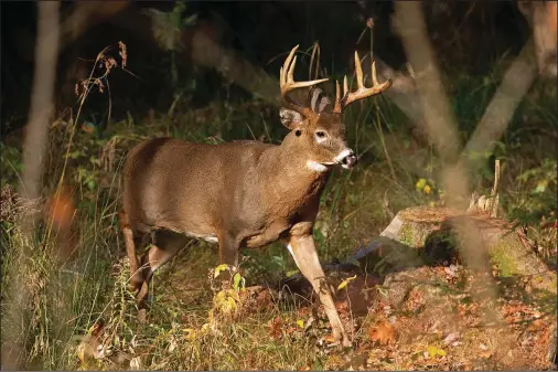  ?? (File Photo/ap/robert F. Bukaty) ?? A 10-point white-tailed deer walks through the woods Nov. 10, 2015, in Freeport, Maine.