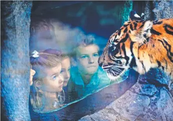  ?? Picture: JOHN GASS ?? Children come face to face with a resident of Dreamworld’s upgraded Tiger Island.
