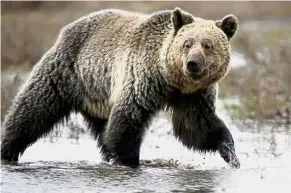  ?? — Reuters ?? Under threat: A grizzly bear roaming through the Hayden Valley in Yellowston­e National Park in Wyoming in this file photo.