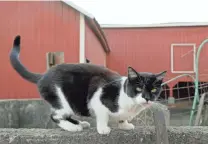  ?? ?? A barn cat patrols the front yard of the Harrison Farm in Groveport.