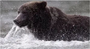  ?? CP FILE PHOTO ?? A grizzly bear fishes along a river in Tweedsmuir Provincial Park near Bella Coola in this 2010 file photo.