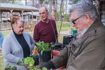  ?? WILLIAM HARVEY/THREE RIVERS EDITION ?? The White County Master Gardeners will have their second annual plant sale from 8 a.m. to 2 p.m. April 21 at the Carmichael Community Center in Searcy. Potting heirloom plants from Pioneer Village for the sale are, from left, Master Gardeners Ann Wood,...