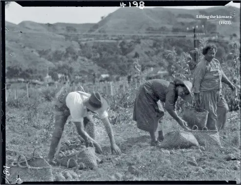  ??  ?? Lifting the ku¯ mara (1923).