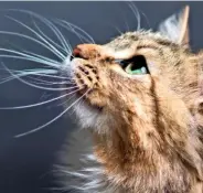  ??  ?? Whiskers can detect approachin­g debris, initiating a blink response to protect the cat’s eyes.