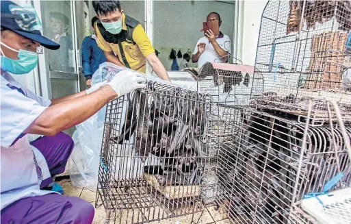  ?? THE ASSOCIATED PRESS FILE PHOTO ?? Health officials inspect bats last month at a live animal market in Solo, Central Java, Indonesia. The bats were confiscate­d and culled over coronaviru­s fears.