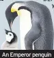  ??  ?? An Emperor penguin with its chick, above