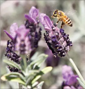  ??  ?? A bee hovers over a lavender bloom. Lavender can be tricky to grow in hot and humid climates. (Democrat-Gazette file photo)