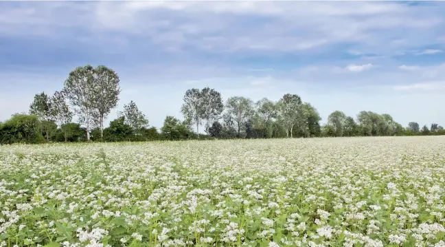  ??  ?? Agricoltur­a biologica Un campo con i cereali coltivati dalla cooperativ­a Iris