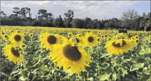  ?? MATT MORGAN / THE PALM BEACH POST ?? Raj Sinha, who spends most of the year in New Jersey, cut out a maze in his 5-acre sunflower field in Loxahatche­e Groves. It may be open only through the weekend.