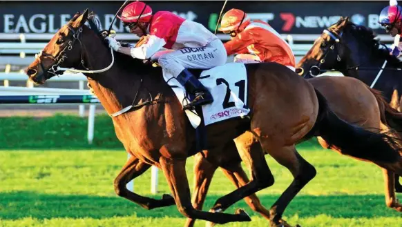  ?? Photo: NOEL PASCOE/RACING QUEENSLAND ?? ON SONG: Toowoomba five-year-old Niccanova kicks off his summer carnival campaign at Doomben this afternoon.