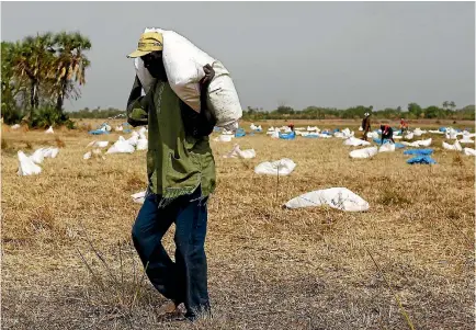  ?? PHOTO: REUTERS ?? A man collects sacks of food from a dry riverbed after a United Nations World Food Programme airdrop in Unity state in northern South Sudan, where more than 30 per cent of the population is suffering from acute malnutriti­on.