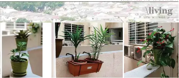  ?? PHOTOS BY SULYN CHONG ?? From left: Here’s a way to beautify the walkway of your apartment and inject some colour to dreadry concrete; When you have little space, hanging pots from the apartment airwell works just as good; The Money Plant (Devil’s Ivy) is not only seen as a...