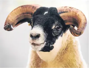  ??  ?? Blackface sheep have benefited from innovation by single-minded farmers.