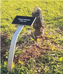  ?? ALISON JENKINS/ LOCAL JOURNALISM INITIATIVE REPORTER ?? A beaver has been snacking on trees at Heather Moyse Heritage Park in Summerside.