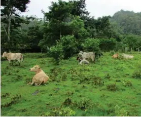  ?? GIZ PARA LN ?? Las garrapatas más comunes de las vacas (Rhipicepha­lus microplus) rara vez parasitan a las personas.